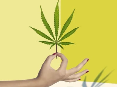 Qualitätsprüfung bestanden – Weed Samen kaufen in bester Frische