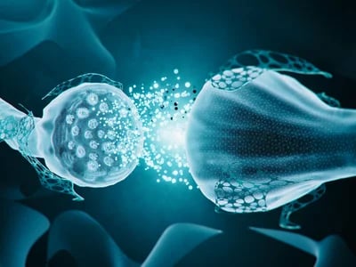 Neurotransmitter-Gleichgewicht mit Expertenfakten